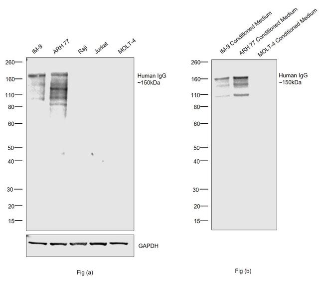 Human IgG Fc gamma Secondary Antibody in Western Blot (WB)