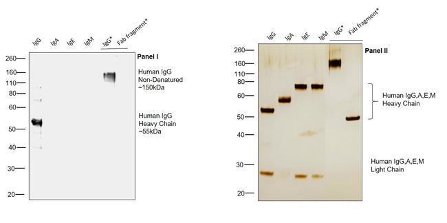 Human IgG Fc gamma Secondary Antibody in Western Blot (WB)