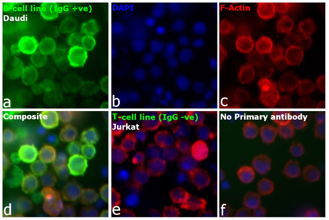 Human IgG (H+L) Secondary Antibody in Immunocytochemistry (ICC/IF)