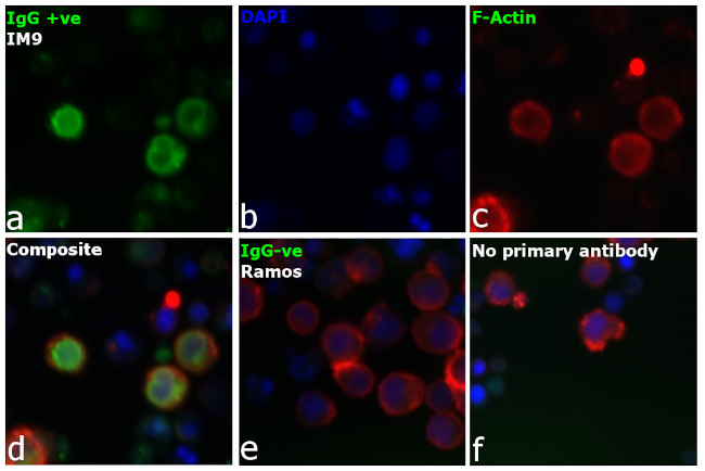 Human IgG (H+L) Secondary Antibody