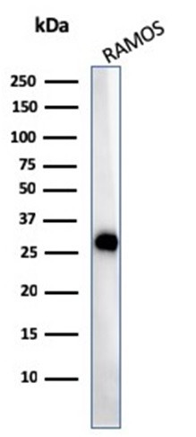 HLA-DP/-DQ/-DR (MHC II) Antibody in Western Blot (WB)