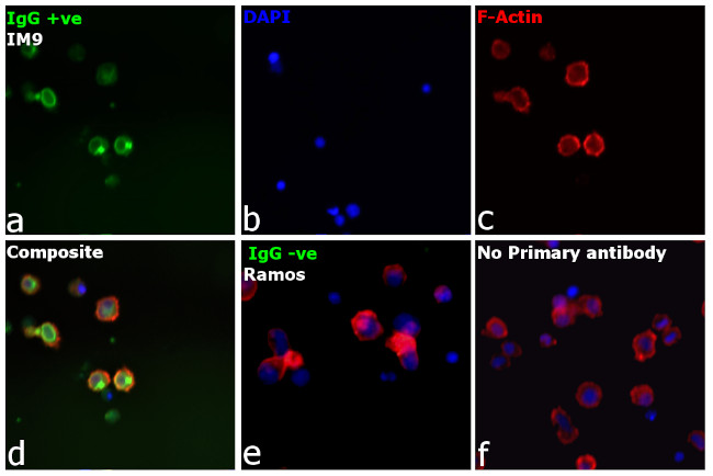 Human IgG Fc gamma Secondary Antibody in Immunocytochemistry (ICC/IF)