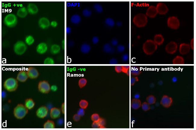 Human IgG (H+L) Secondary Antibody in Immunocytochemistry (ICC/IF)