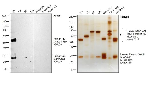 Human IgG (H+L) Secondary Antibody in Western Blot (WB)