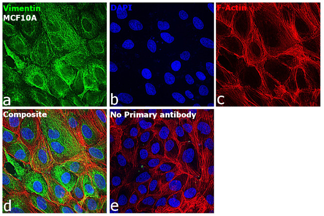 Mouse IgG Fc Secondary Antibody in Immunocytochemistry (ICC/IF)