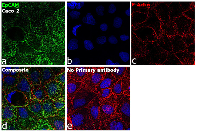 Mouse IgG Fc Secondary Antibody in Immunocytochemistry (ICC/IF)