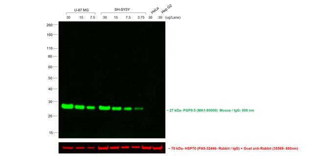 Mouse IgG Fc Secondary Antibody in Western Blot (WB)