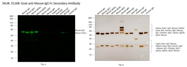 Mouse IgG Fc Secondary Antibody in Western Blot (WB)