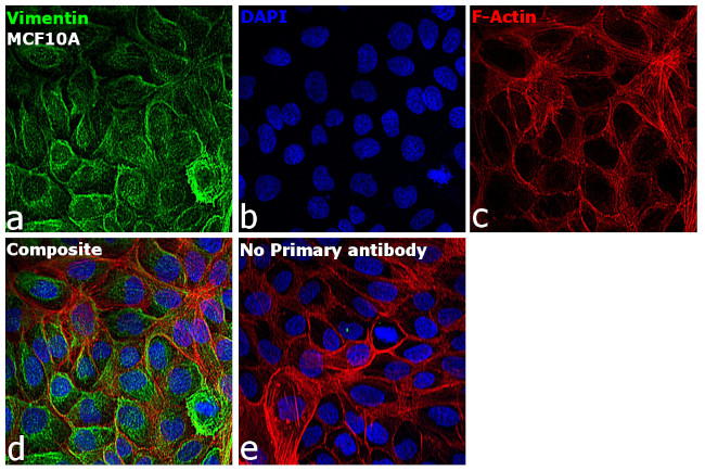 Mouse IgG (H+L) Cross-Adsorbed Secondary Antibody in Immunocytochemistry (ICC/IF)