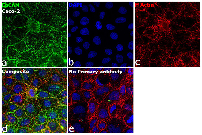 Mouse IgG (H+L) Cross-Adsorbed Secondary Antibody in Immunocytochemistry (ICC/IF)