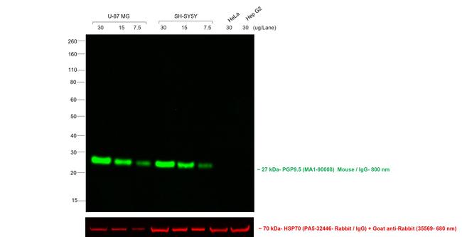 Mouse IgG (H+L) Cross-Adsorbed Secondary Antibody in Western Blot (WB)