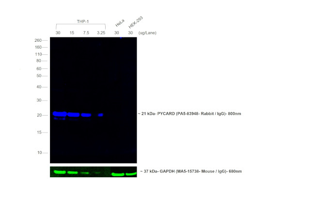 Rabbit IgG Fc Secondary Antibody in Western Blot (WB)