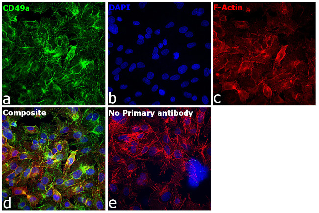 Sheep IgG (H+L) Secondary Antibody in Immunocytochemistry (ICC/IF)