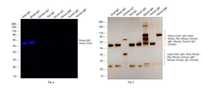 Sheep IgG (H+L) Secondary Antibody in Western Blot (WB)