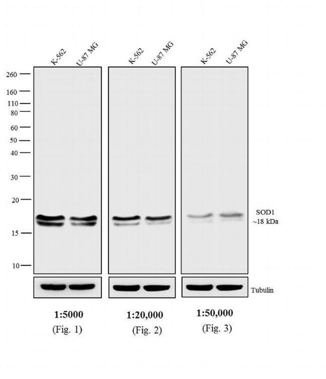 Mouse IgG Fc Secondary Antibody in Western Blot (WB)