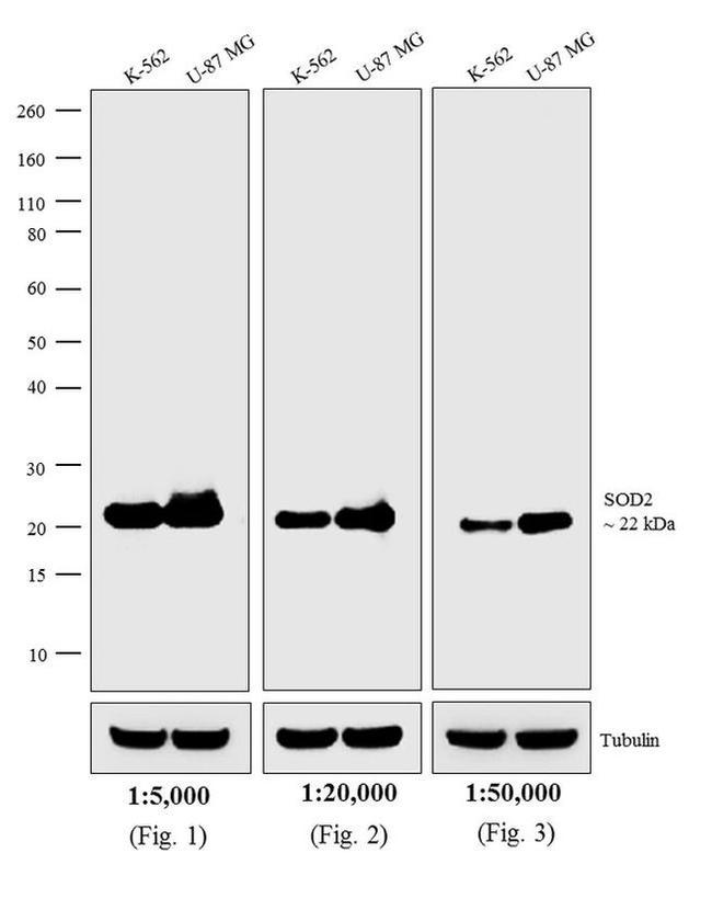 Mouse IgG, IgM (H+L) Secondary Antibody in Western Blot (WB)