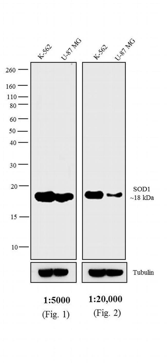 Mouse IgG F(ab')2 Secondary Antibody in Western Blot (WB)