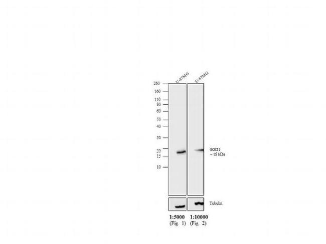 Mouse IgG, IgM (H+L) Secondary Antibody in Western Blot (WB)