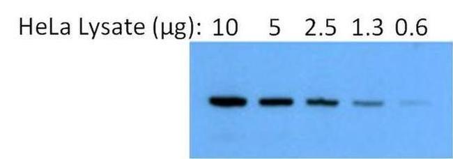 Rabbit IgG (H+L) Secondary Antibody in Western Blot (WB)