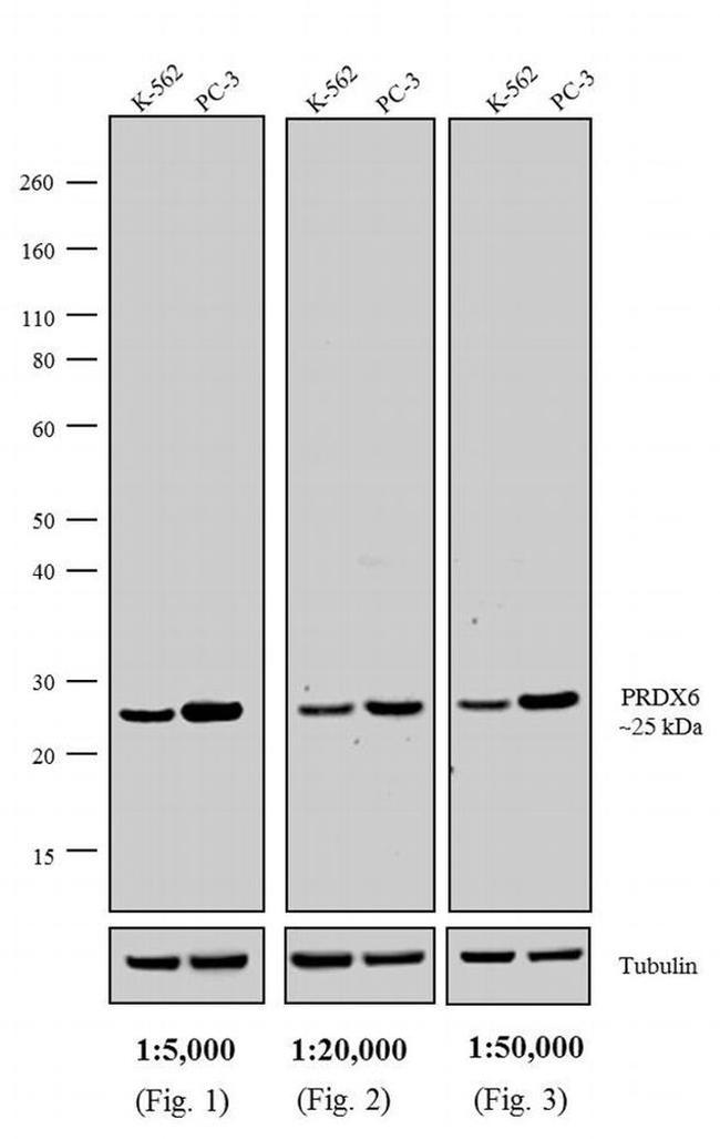 Rabbit IgG (H+L) Cross-Adsorbed Secondary Antibody in Western Blot (WB)