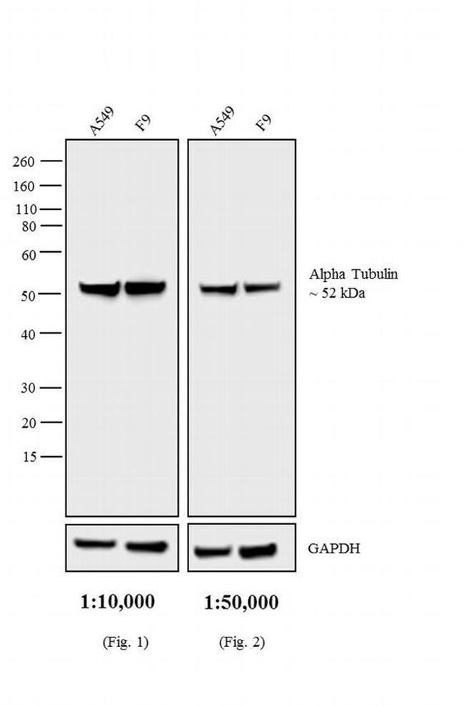 Rat IgG (H+L) Secondary Antibody in Western Blot (WB)