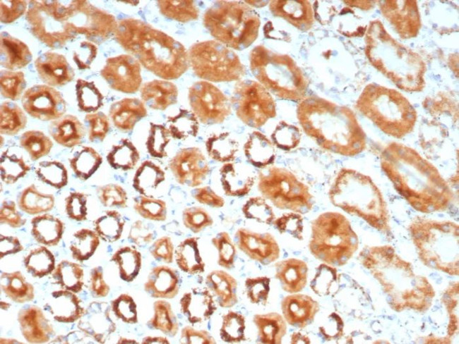 MR1/Major histocompatibility complex, class I-related Antibody in Immunohistochemistry (Paraffin) (IHC (P))