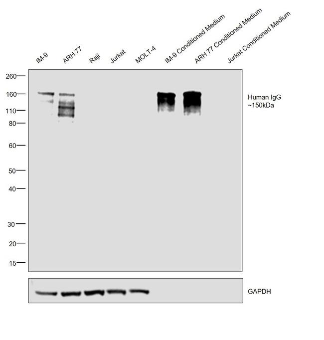 Goat IgG F(ab')2 Secondary Antibody in Western Blot (WB)