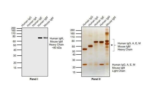 Goat IgG F(ab')2 Secondary Antibody in Western Blot (WB)