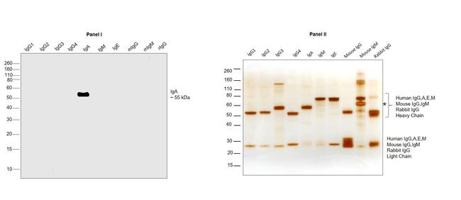 Goat IgG F(ab')2 Secondary Antibody in Western Blot (WB)