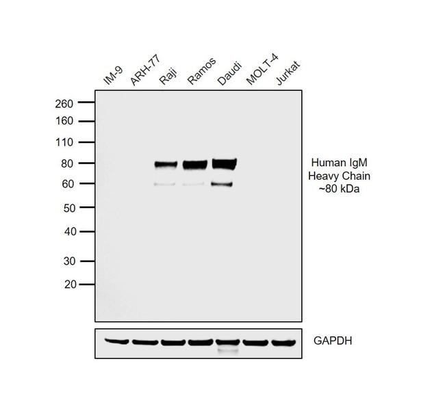 Goat IgG F(ab')2 Secondary Antibody in Western Blot (WB)