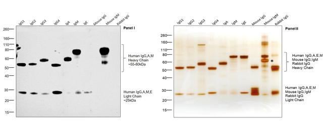 Goat IgG F(ab')2 Secondary Antibody in Western Blot (WB)