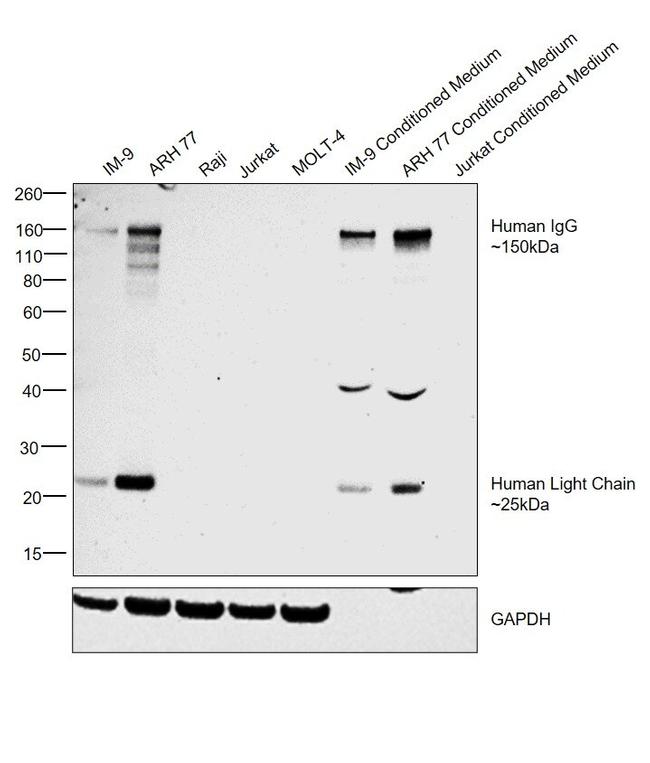 Goat IgG F(ab')2 Secondary Antibody in Western Blot (WB)