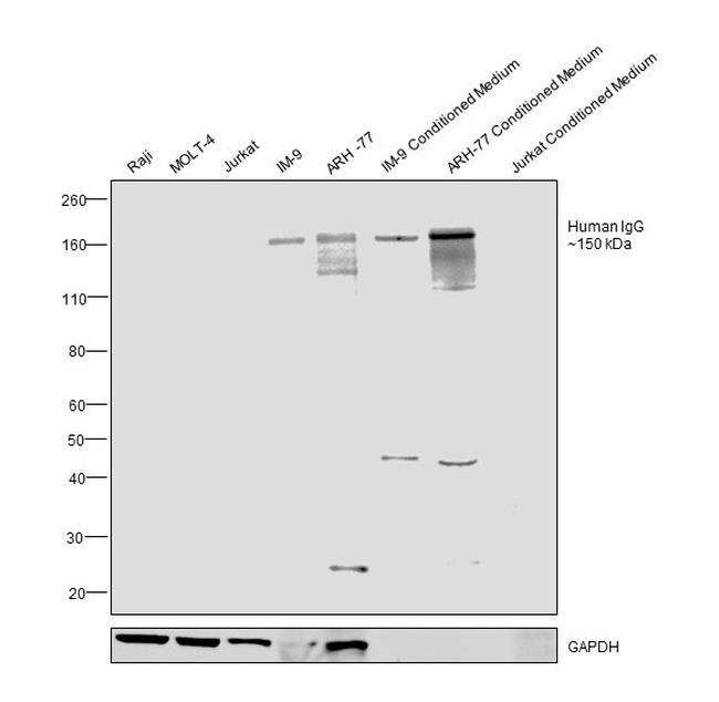 Human IgG (H+L) Secondary Antibody in Western Blot (WB)