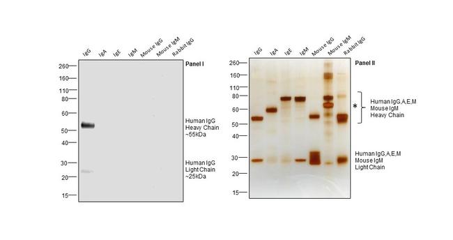 Human IgG (H+L) Secondary Antibody in Western Blot (WB)