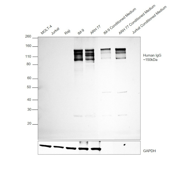 Human IgG (H+L) Cross-Adsorbed Secondary Antibody