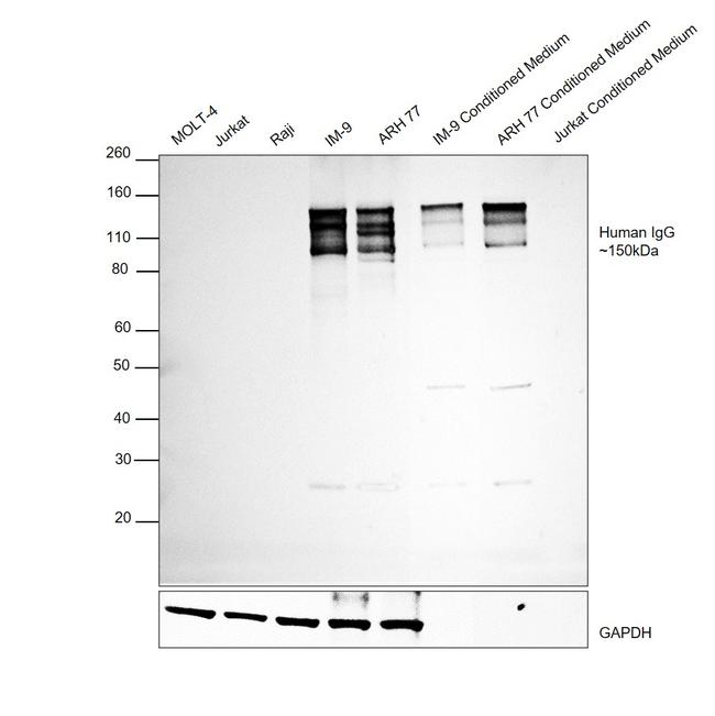 Human IgG (H+L) Cross-Adsorbed Secondary Antibody in Western Blot (WB)