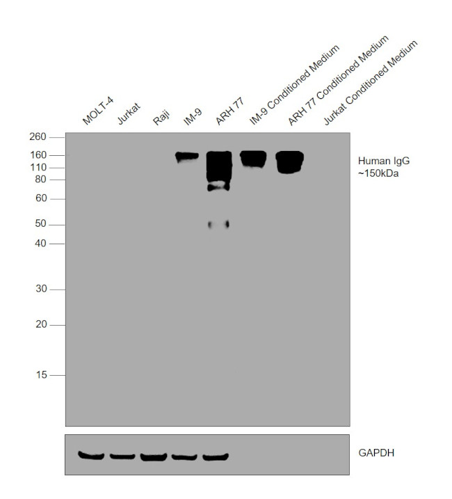 Human IgG Fc Cross-Adsorbed Secondary Antibody