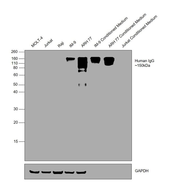 Human IgG Fc Cross-Adsorbed Secondary Antibody in Western Blot (WB)