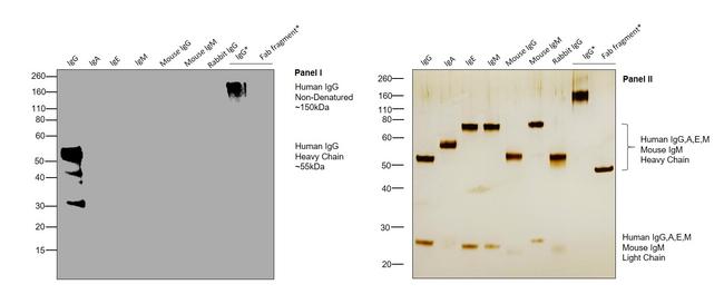 Human IgG Fc Cross-Adsorbed Secondary Antibody in Western Blot (WB)