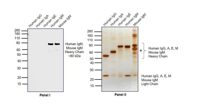 Human IgM Secondary Antibody in Western Blot (WB)