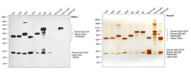 Human IgG, IgM, IgA (H+L) Secondary Antibody in Western Blot (WB)