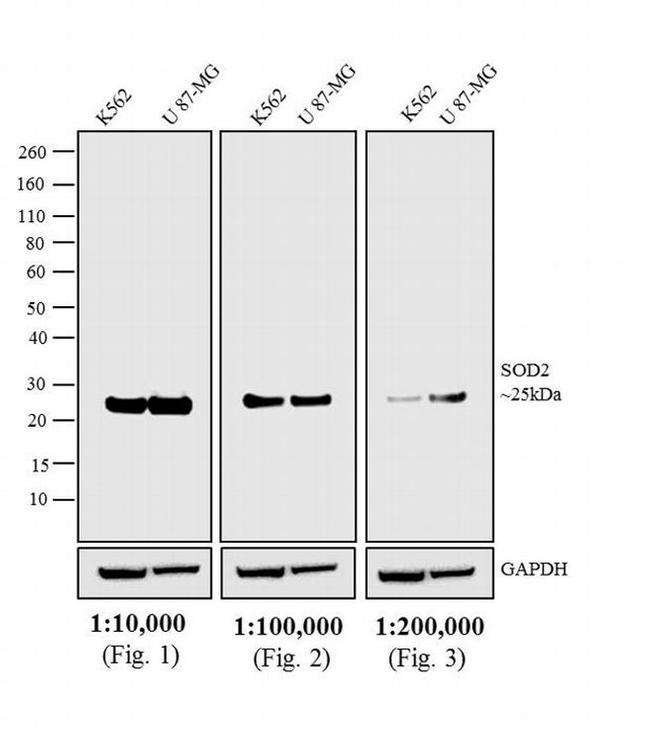 Mouse IgG (H+L) Secondary Antibody in Western Blot (WB)