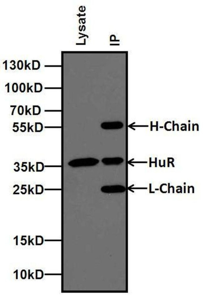 Mouse IgG (H+L) Secondary Antibody in Immunoprecipitation (IP)