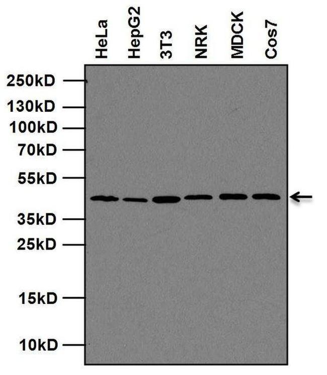 Mouse IgG (H+L) Secondary Antibody in Western Blot (WB)