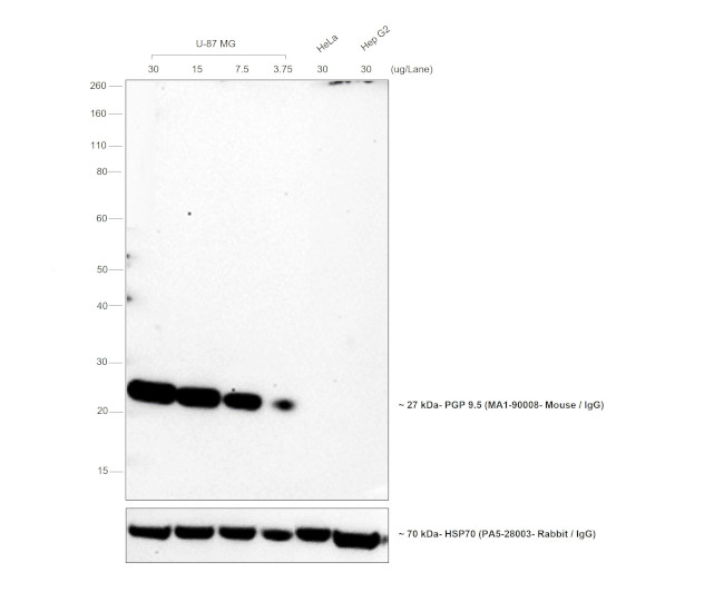 Mouse IgG (H+L) Cross-Adsorbed Secondary Antibody in Western Blot (WB)