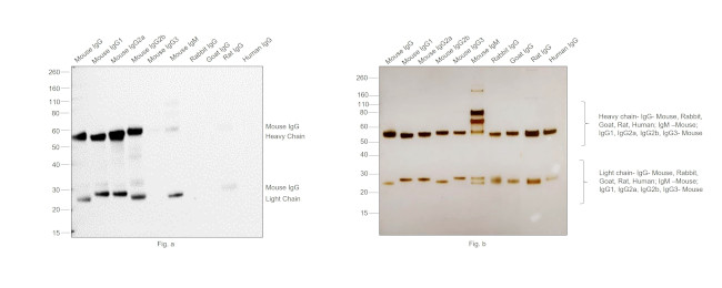 Mouse IgG (H+L) Cross-Adsorbed Secondary Antibody in Western Blot (WB)