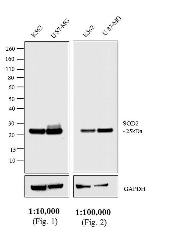 Mouse IgG (H+L) Cross-Adsorbed Secondary Antibody in Western Blot (WB)