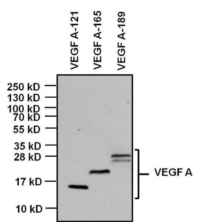 Mouse IgG Fc Secondary Antibody in Western Blot (WB)