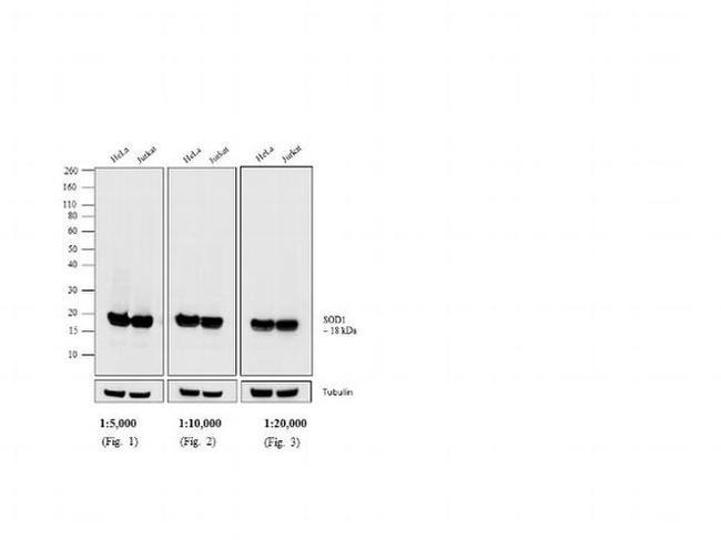 Mouse IgG (H+L) Cross-Adsorbed Secondary Antibody in Western Blot (WB)