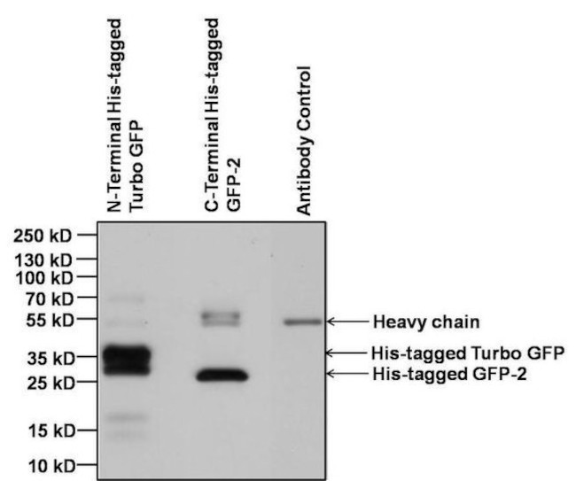 Mouse IgG Fc Cross-Adsorbed Secondary Antibody in Immunoprecipitation (IP)